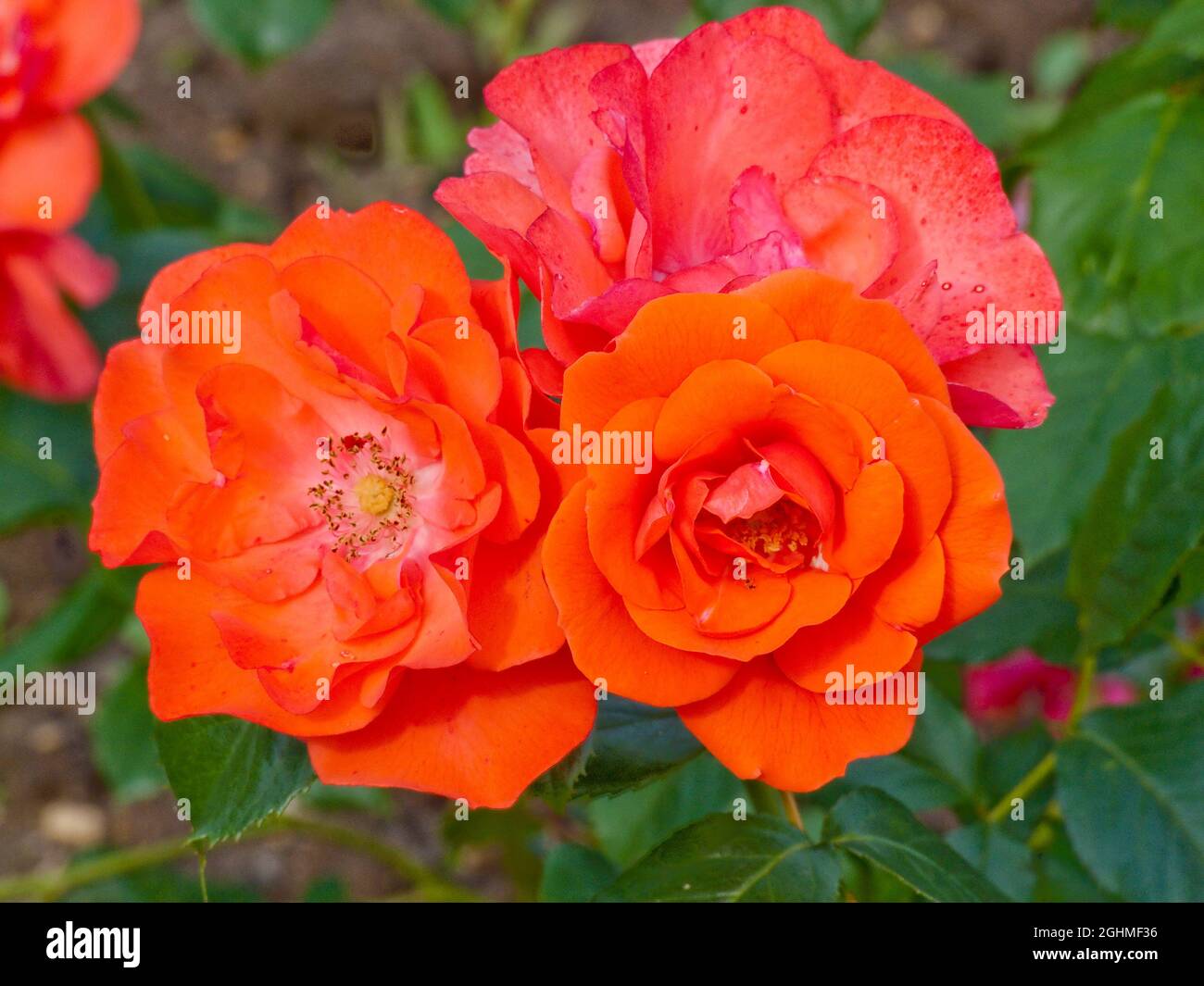 Rose tree 'Westerland' in bloom in a garden Stock Photo Alamy