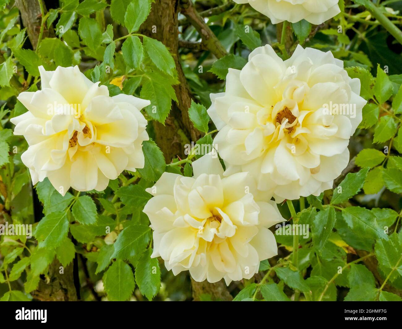 Rose tree 'Leverkusen' in bloom in a garden Stock Photo - Alamy