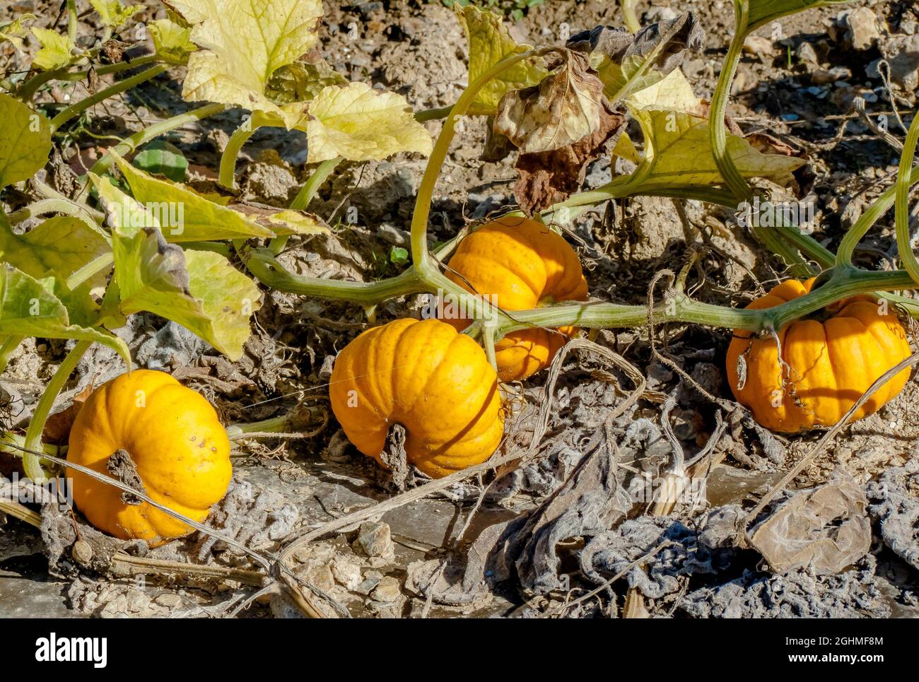 Cucurbita pepo 'Jack be little' Stock Photo - Alamy