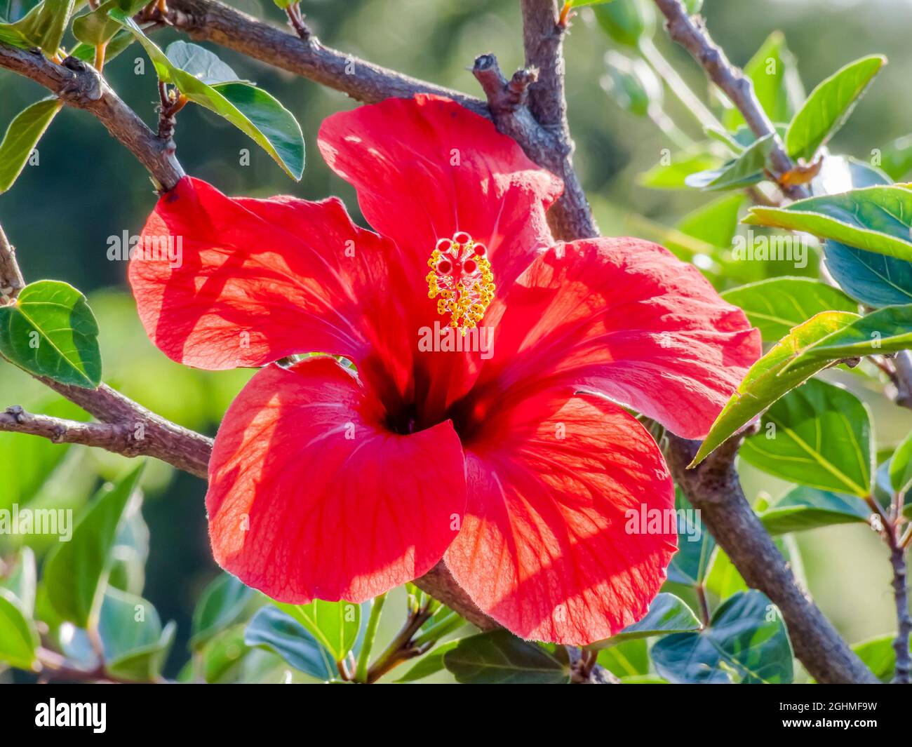 Hibiscus 'Scarlet Giant' in bloom in a garden Stock Photo Alamy