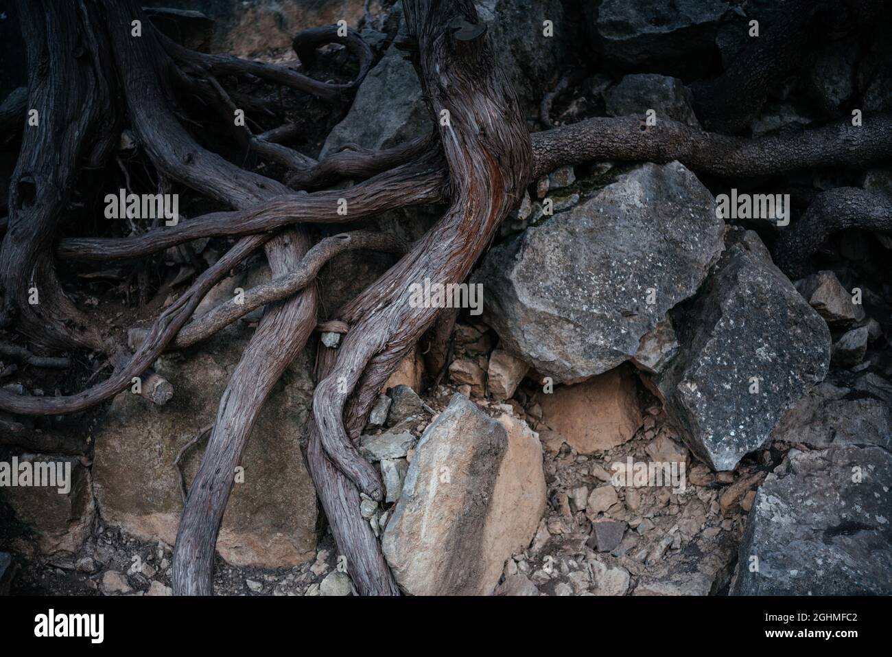Big tree roots and rocks above the ground Stock Photo - Alamy