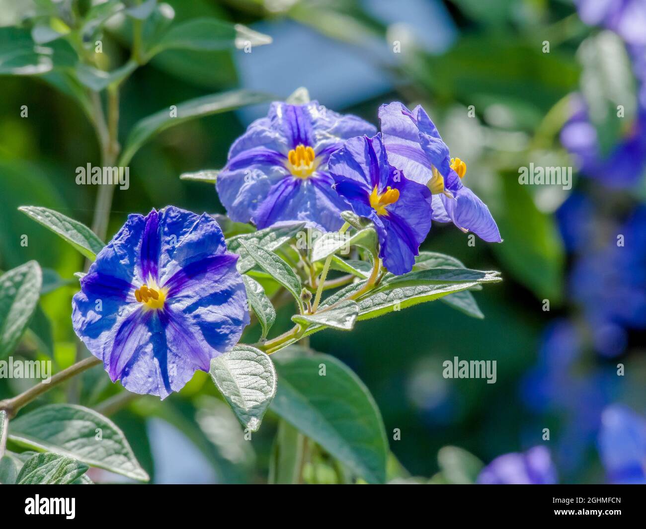 Lycianthes rantonnetii 'Outremer' Stock Photo