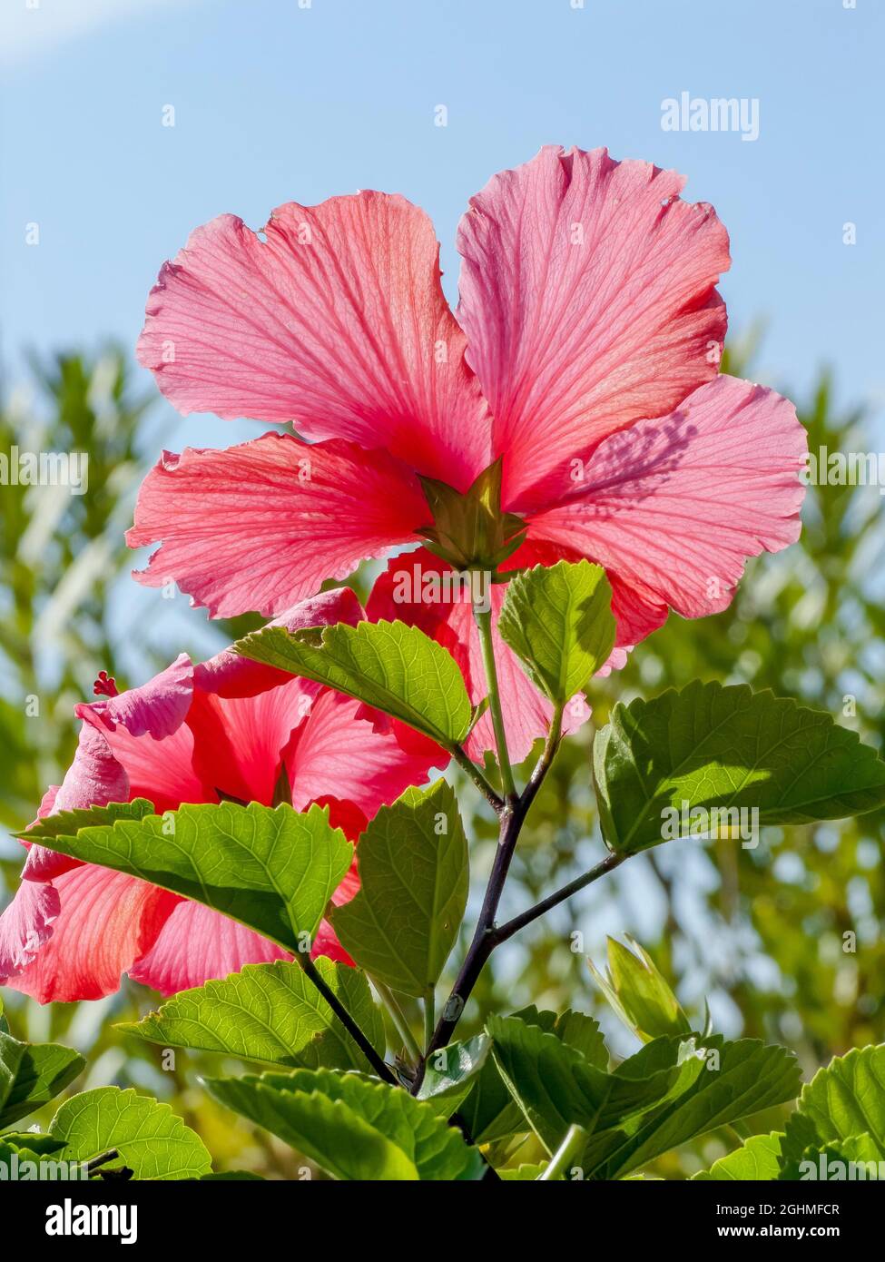 Hibiscus 'Scarlet Giant' in bloom in a garden Stock Photo Alamy