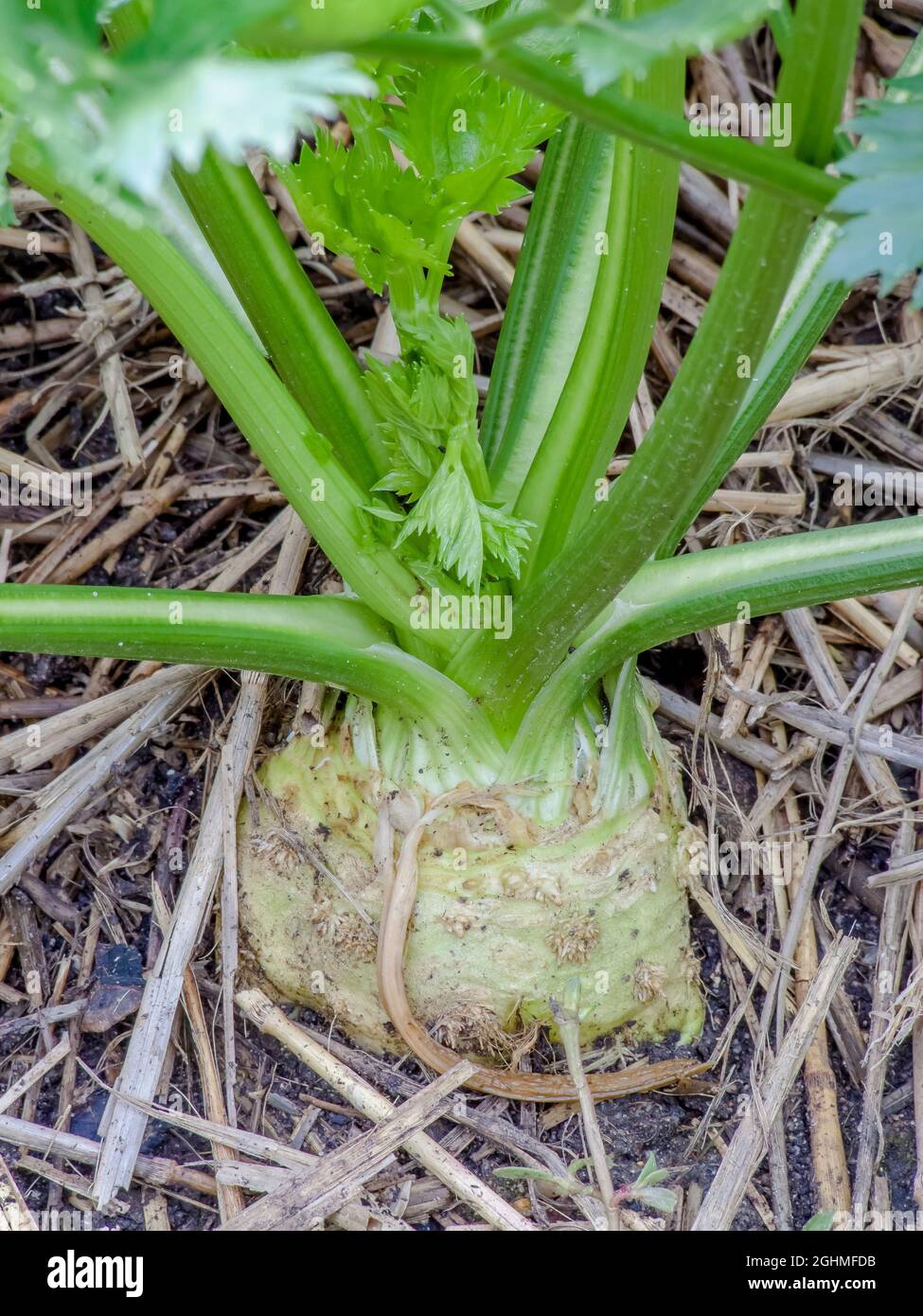 Celeri High Resolution Stock Photography And Images Alamy