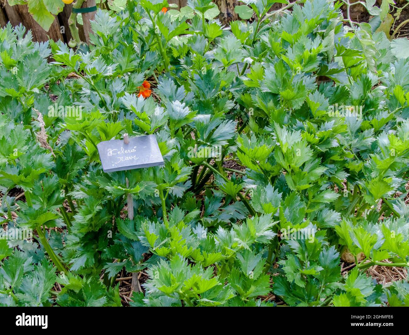 Celeri Rave High Resolution Stock Photography And Images Alamy