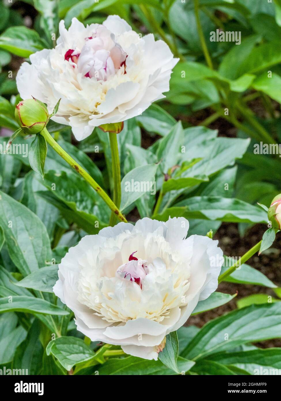 Peony ‘Mme Jules Calot’ in bloom in a garden Stock Photo - Alamy