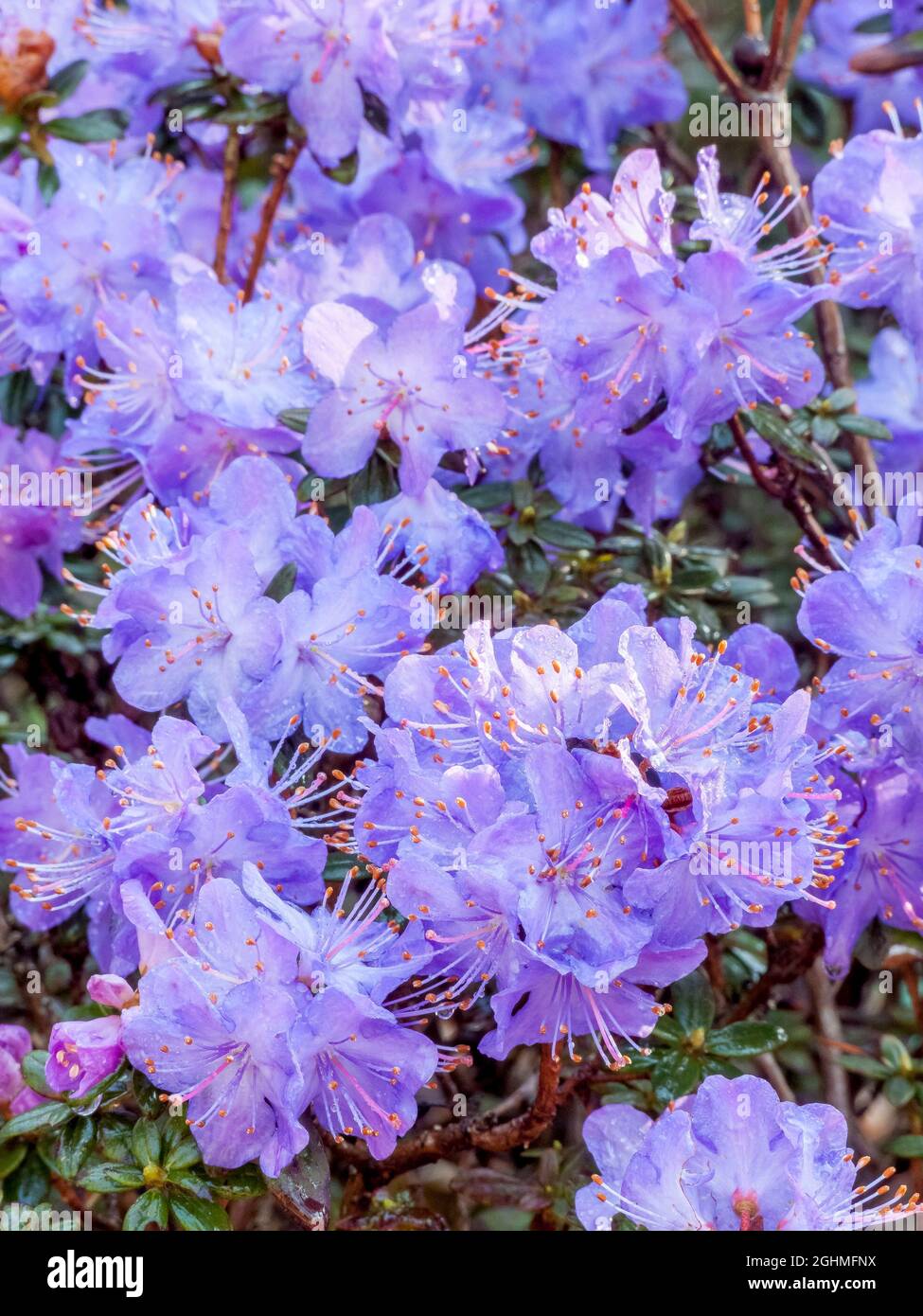 Rhododendron ‘Blue Diamond’ in bloom in a garden Stock Photo - Alamy