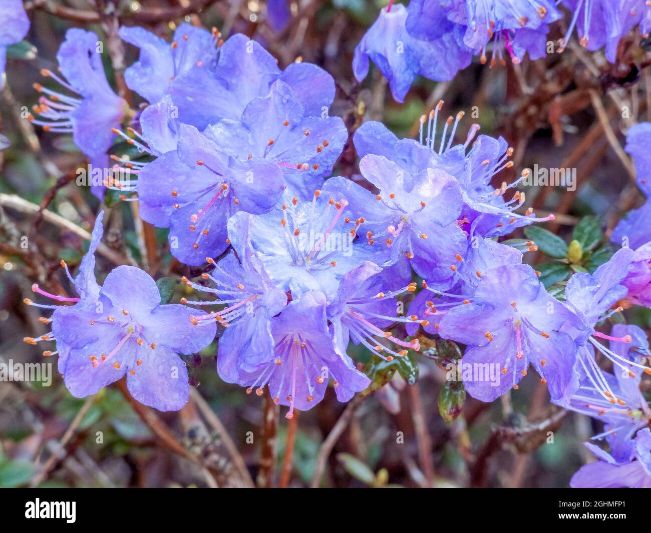 Rhododendron 'Blue Diamond' in bloom in a garden Stock Photo - Alamy