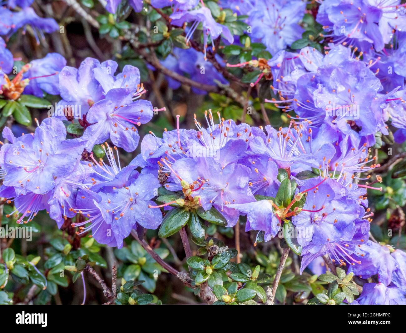 rhododendron dünger für flieder Purgrün Fliederdünger 1 kg main image 1