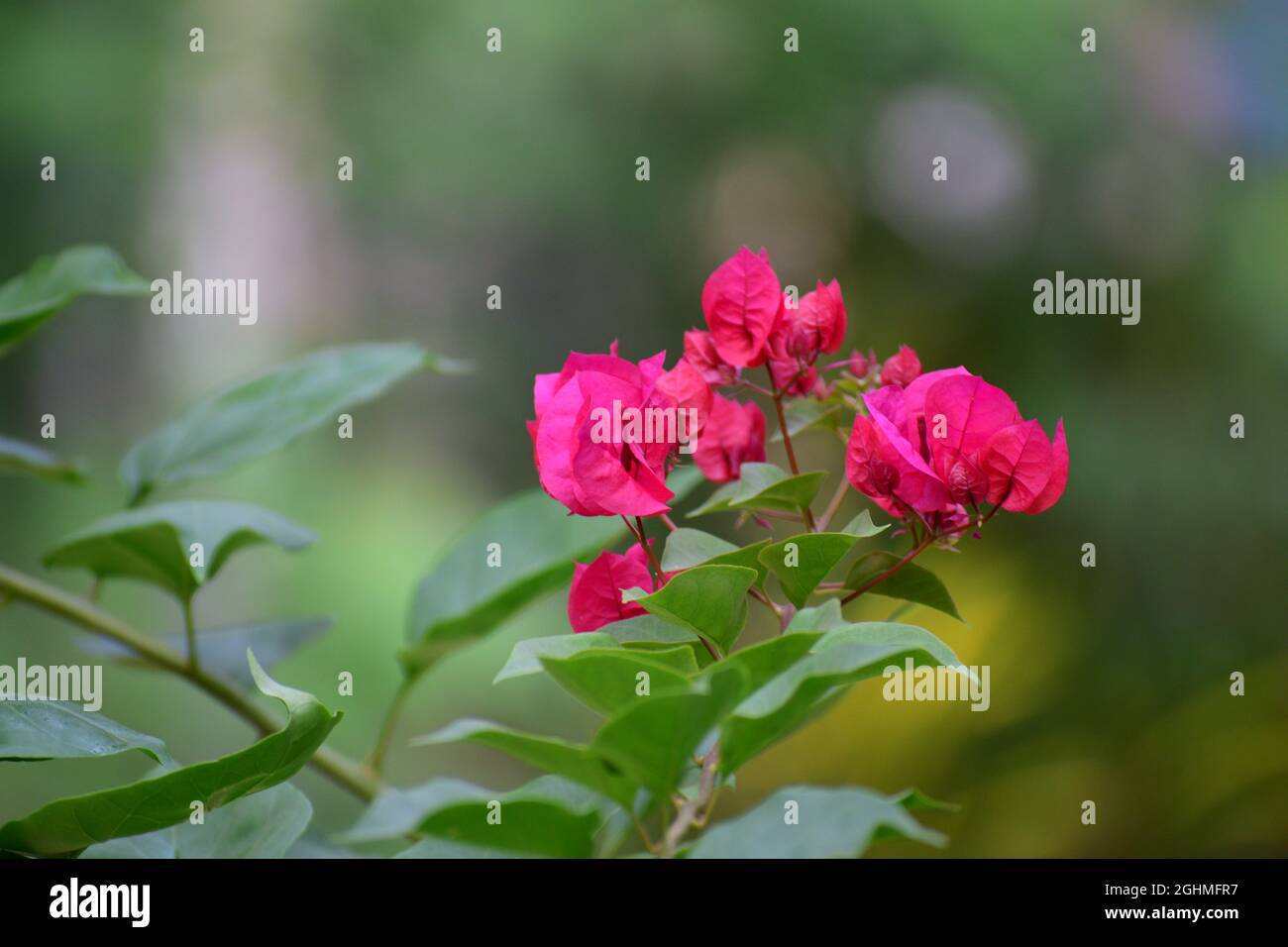 Bougainvillea - Pink color Stock Photo - Alamy