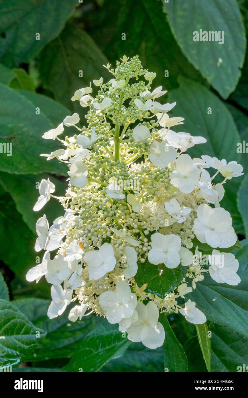 Hydrangea paniculata 'Grandiflora' Stock Photo - Alamy
