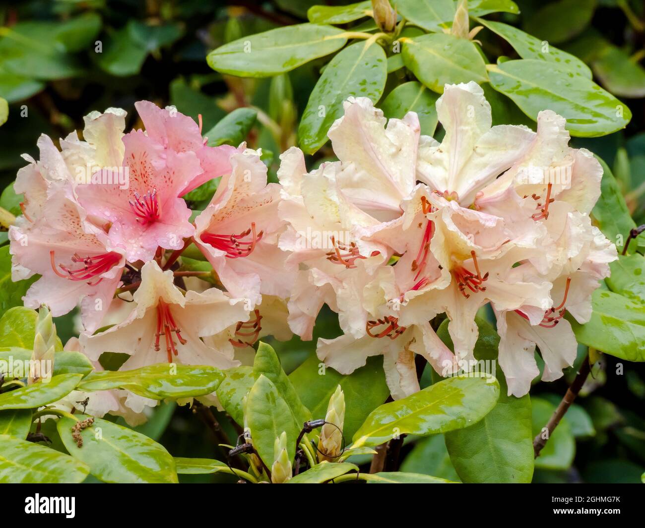 Rhododendron 'Brazil' in bloom in a garden Stock Photo