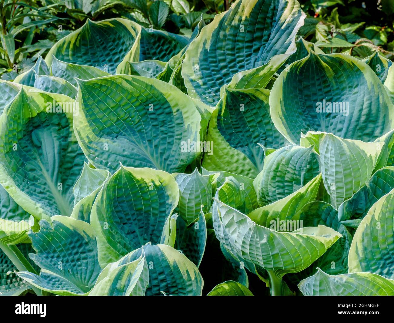 Hosta species hi-res stock photography and images - Alamy