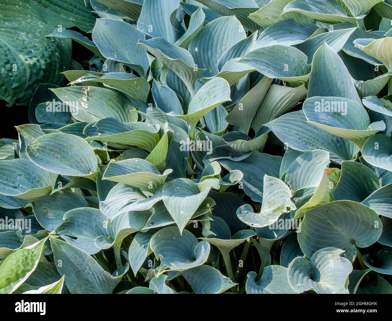 Hosta tardiana ‘Blue Wedgwood’ Stock Photo - Alamy