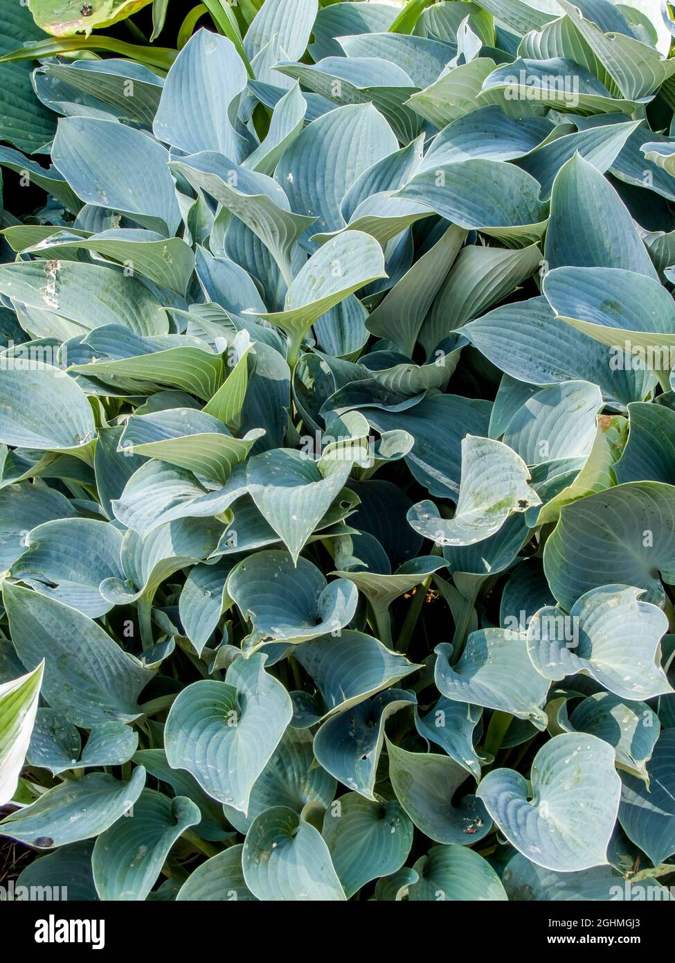 Hosta tardiana ‘Blue Wedgwood’ Stock Photo - Alamy