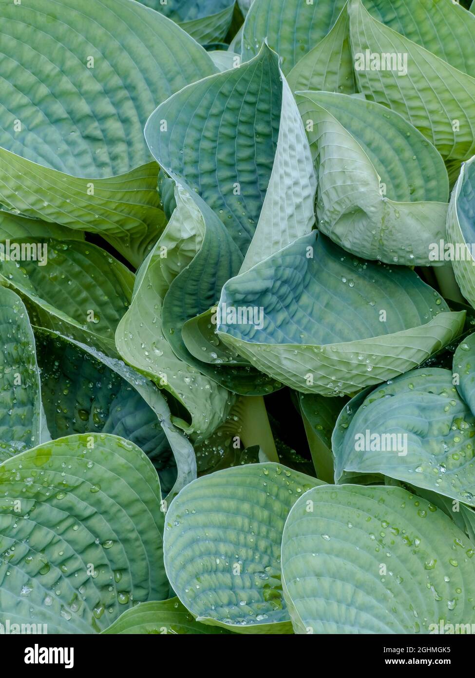 Hosta 'Love Pat' Stock Photo - Alamy