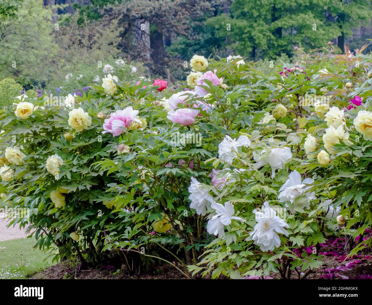 Massif de pivoines arbustives, Parc Floral Vincennes, Paris, France Stock Photo