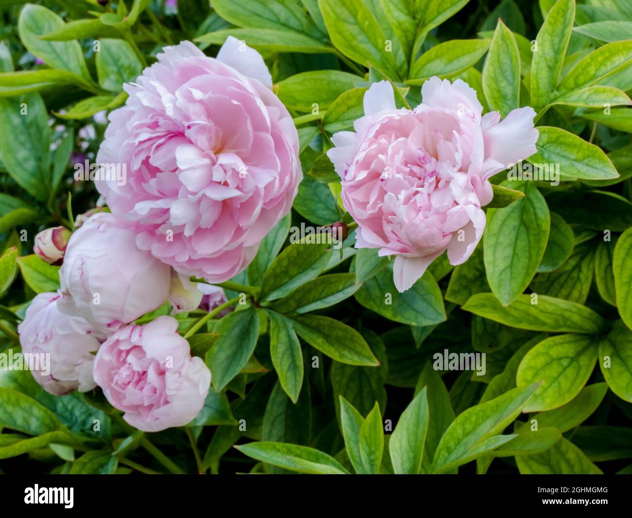 Paeonia lactiflora 'Elisabeth Peninger' Stock Photo