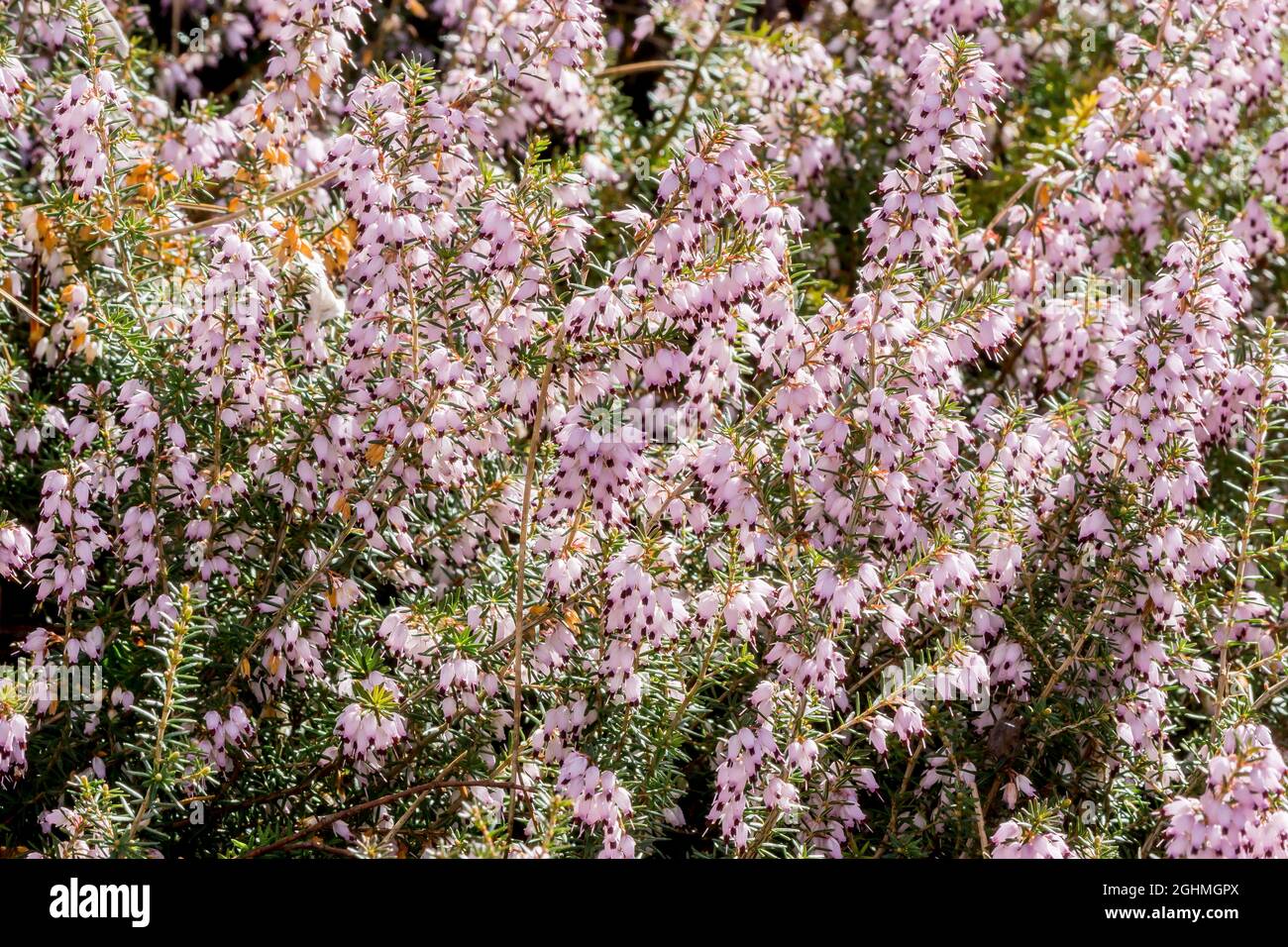Calluna vulgaris 'Autumn Glow' Stock Photo - Alamy