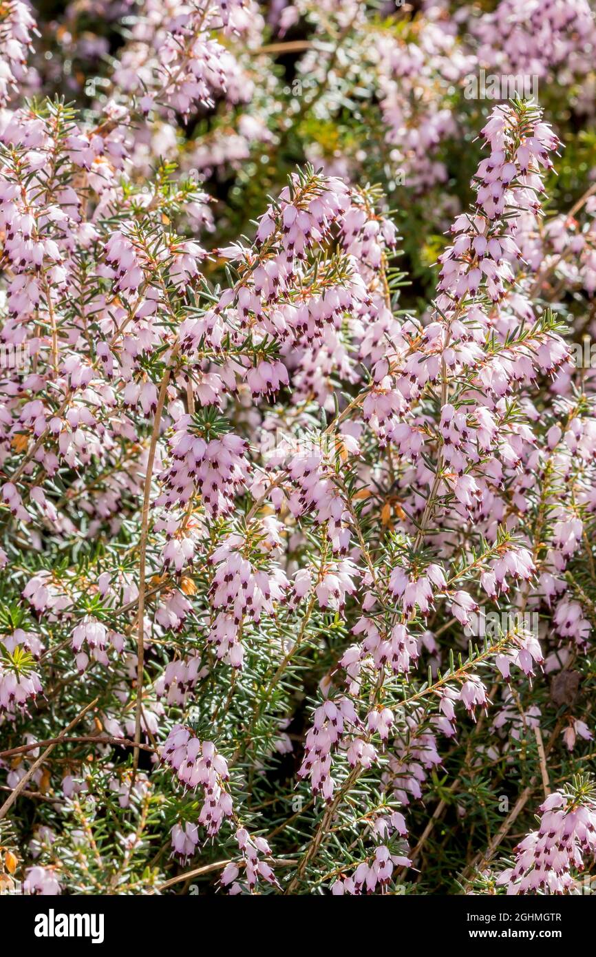Calluna vulgaris 'Autumn Glow' Stock Photo - Alamy