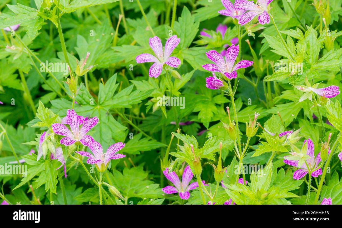 Geranium oxonianum 'Southcombe Star' Stock Photo - Alamy
