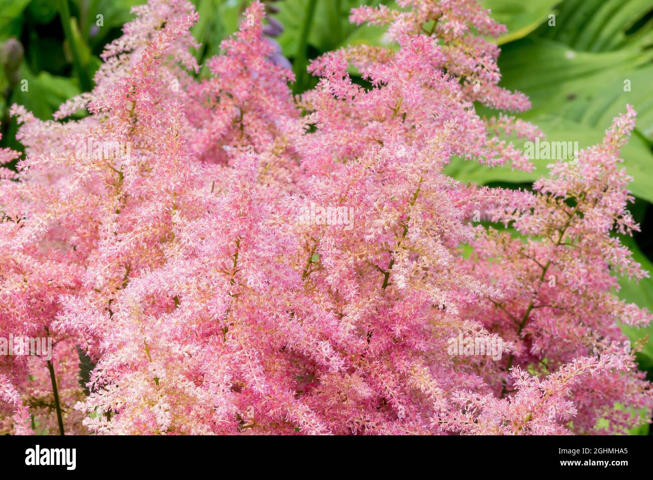 Astilbe simplicifolia 'Praecox' Stock Photo Alamy