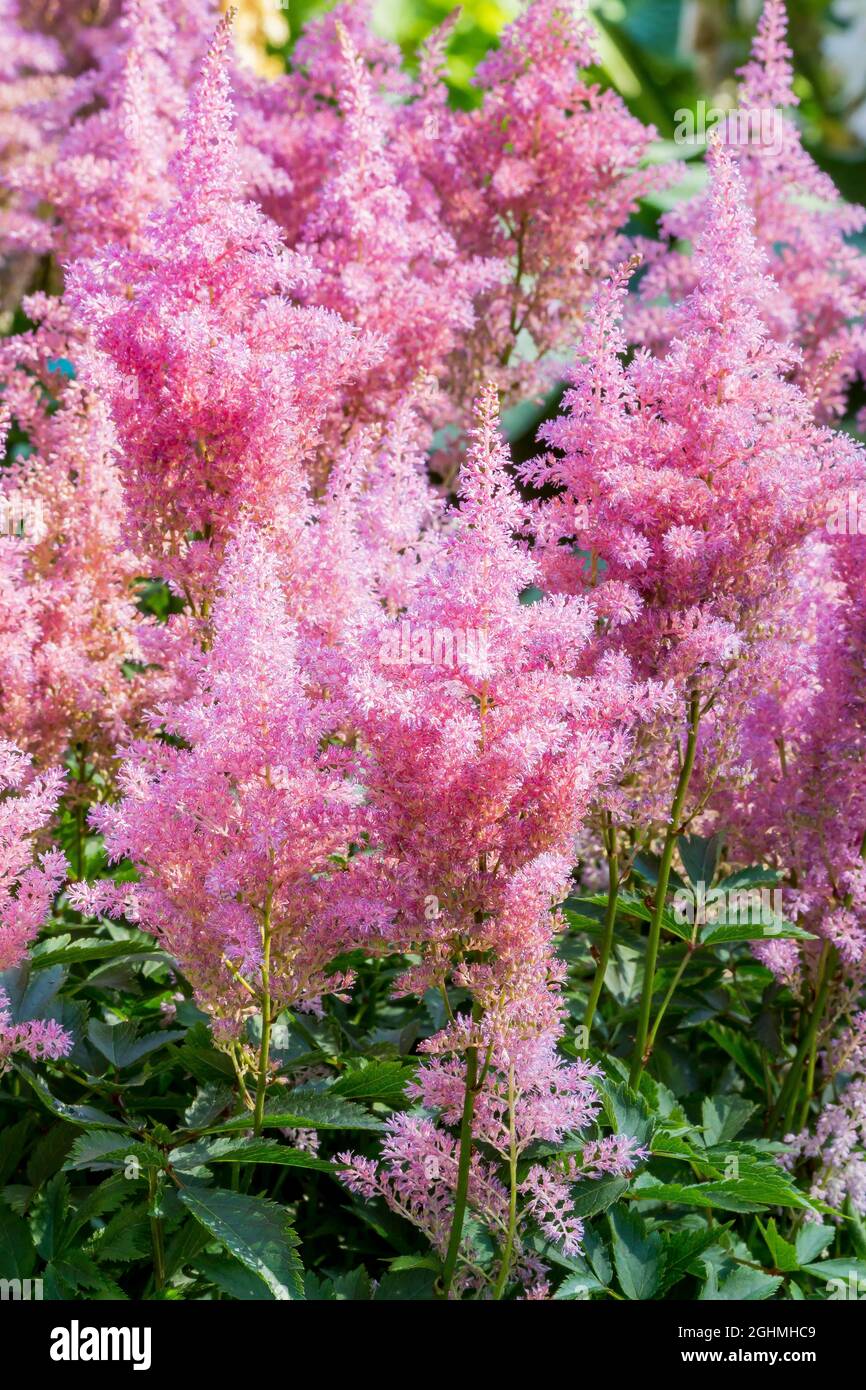 Astilbe arendsii 'Gloria' Stock Photo - Alamy