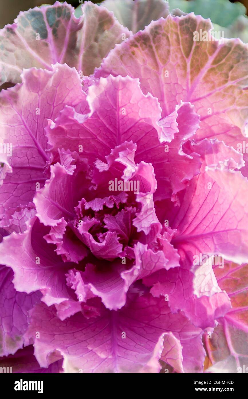 Brassica oleracea 'Tokyo' Stock Photo Alamy