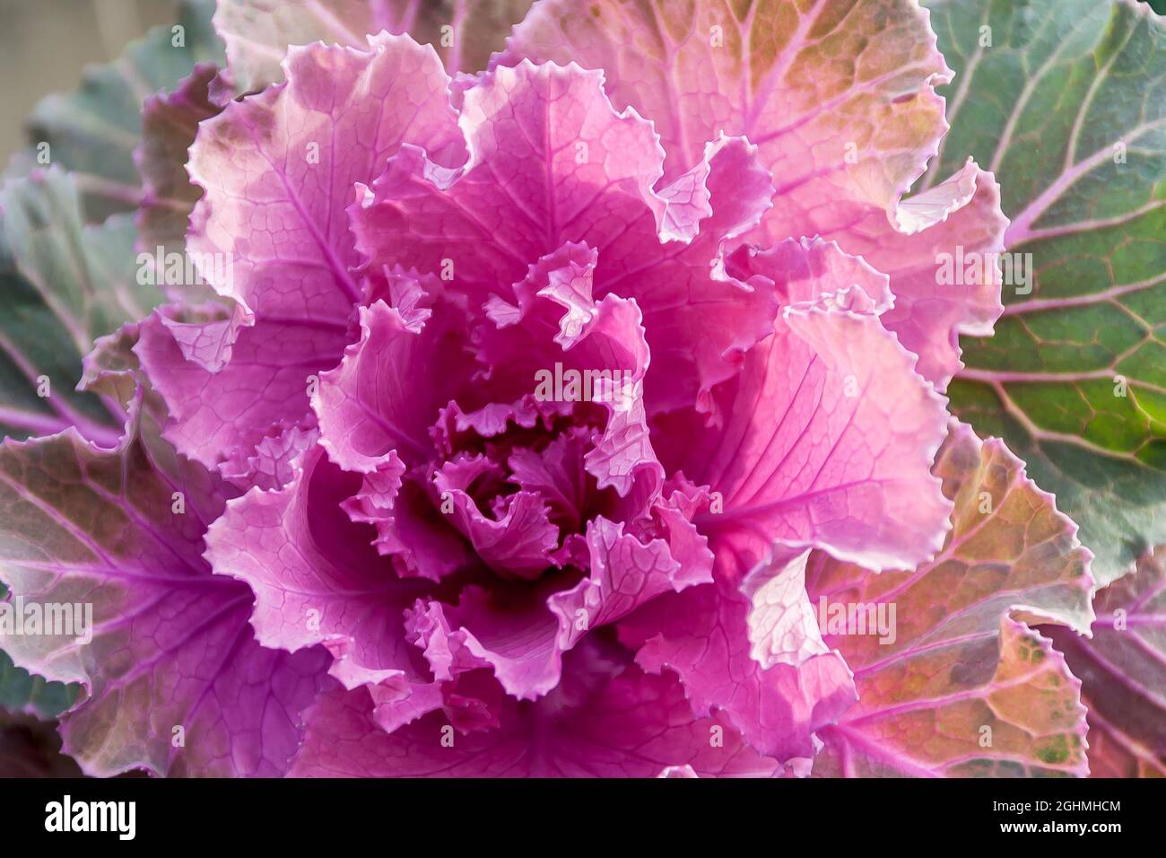 Brassica oleracea 'Tokyo' Stock Photo
