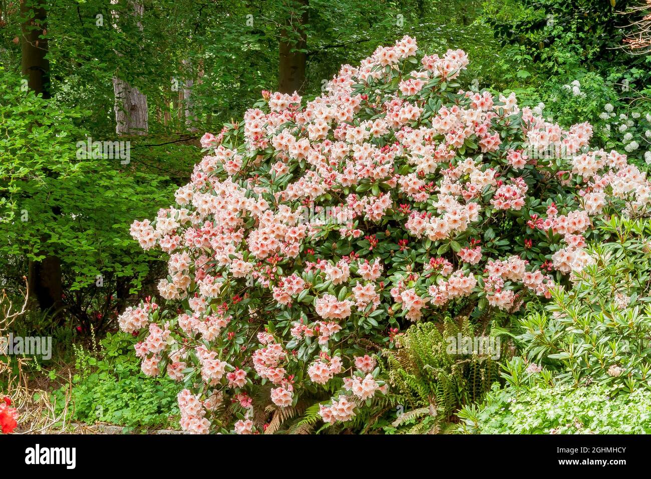 Rhododendron 'Virginia Richards' in bloom in a garden Stock Photo - Alamy