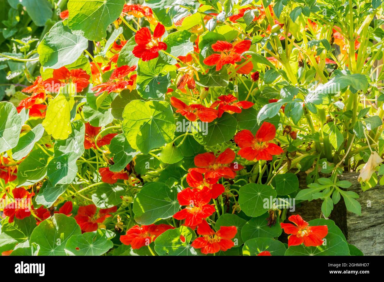 Semi Di Cappuccino Alaska - Tropaeolum Majus, Thompson & Morgan, 1758