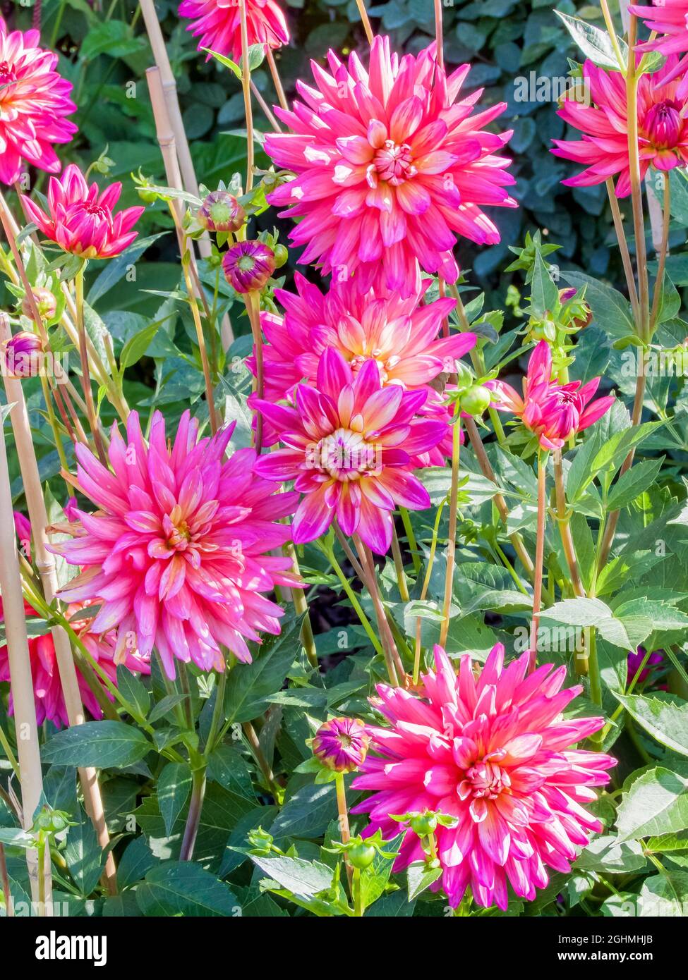 Dahlia 'Queeny' in bloom in a garden Stock Photo