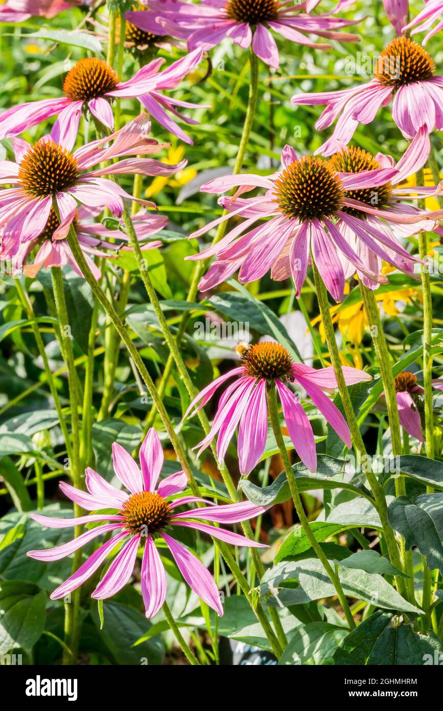 Rudbeckia purpurea 'Magnus' Stock Photo - Alamy