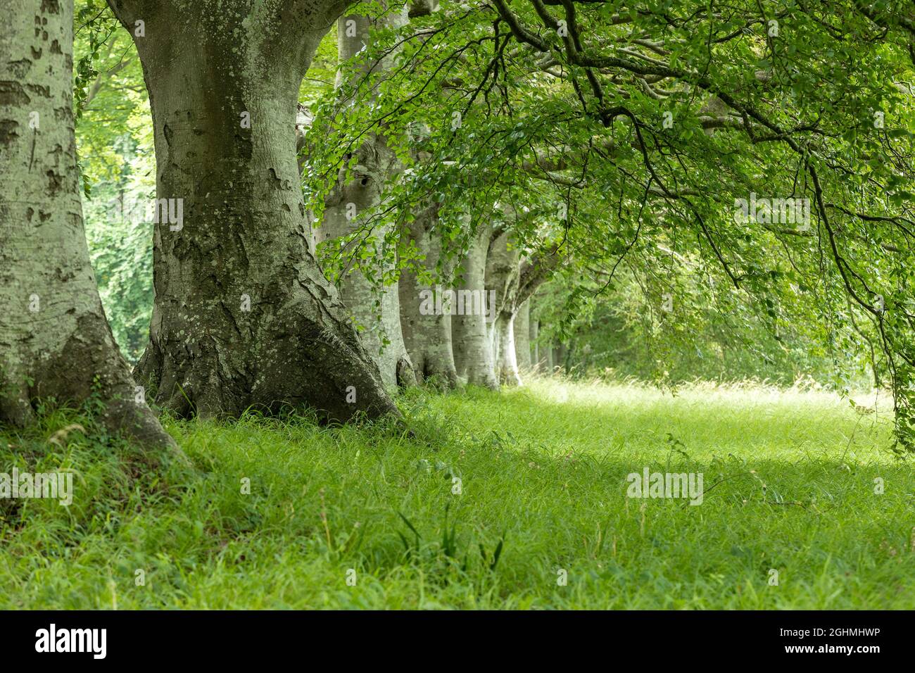 Beech trees and green foilage at Kingston Lacey Dorest England Stock Photo