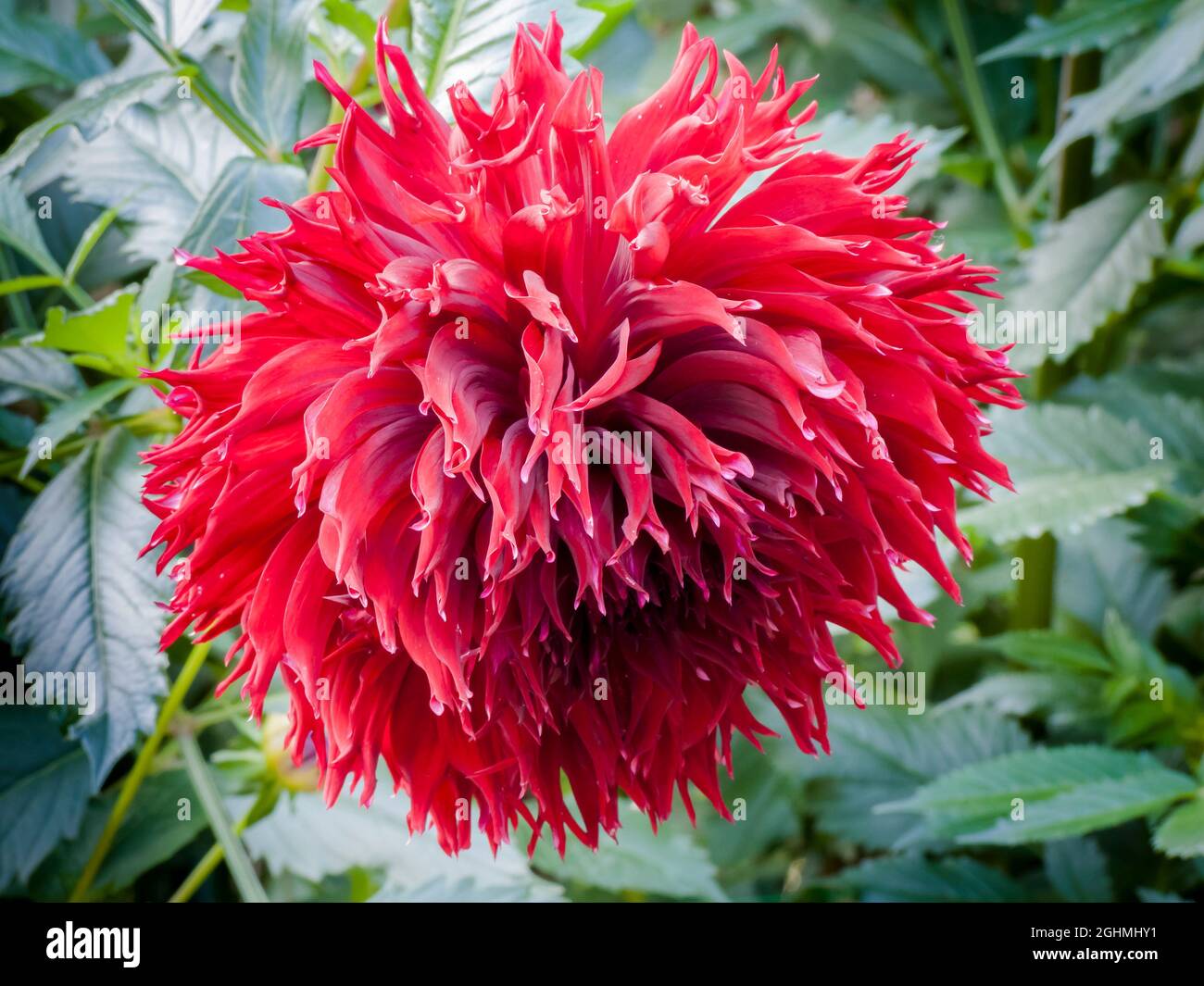 Macop Dahlia 'Kenora Macop B' Leroux (USA) 1992 Stock Photo - Alamy