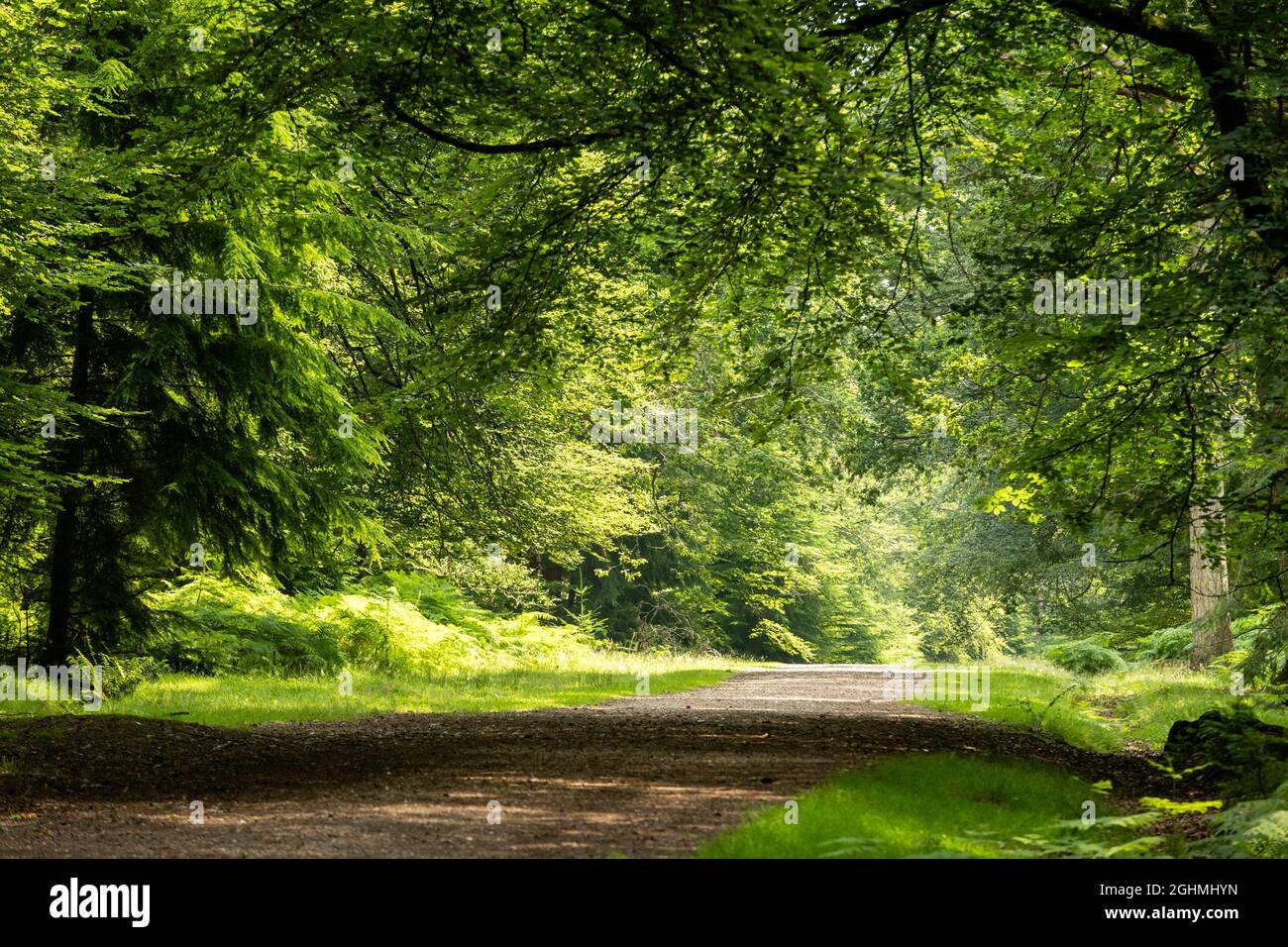 Footpath leading through the woodland New Forest New Forest National Park Hampshire England Stock Photo
