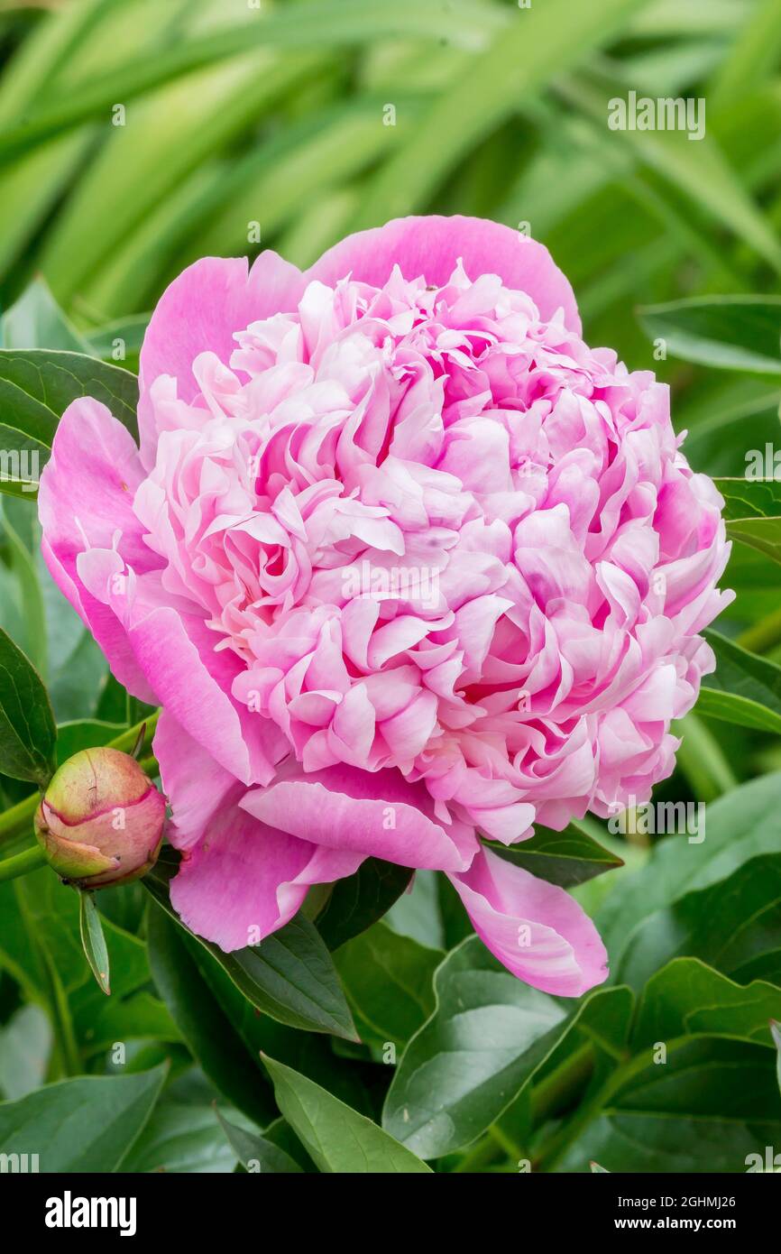 Peony ‘Madame Calot’ in bloom in a garden Stock Photo - Alamy