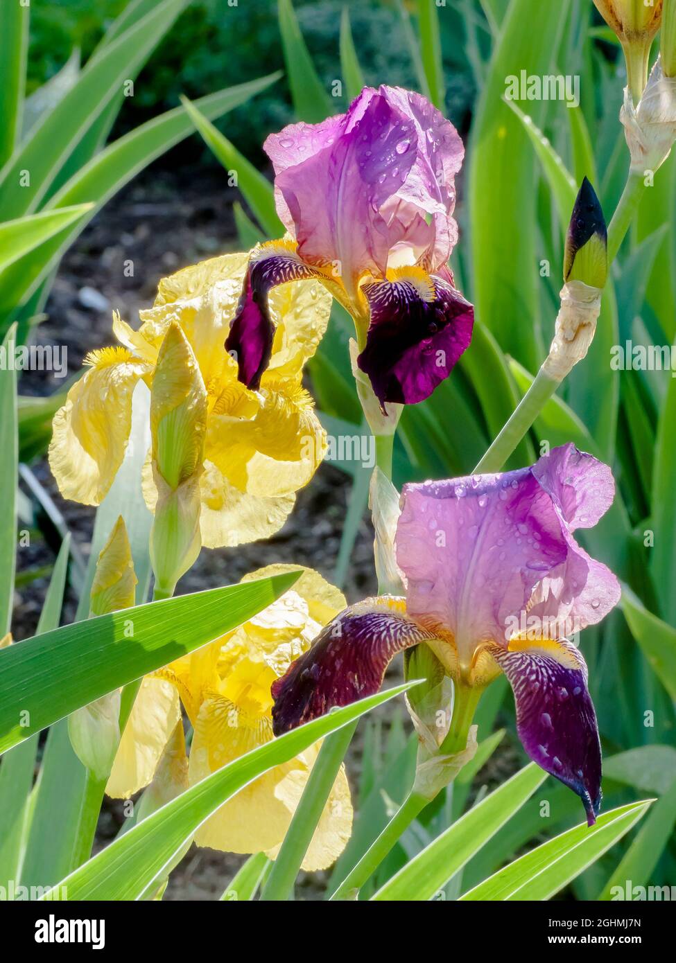 Iris germanica 'Voltigeur' (Cayeux 1935), Iris germanica 'California Gold' (Mehr-Mitchell 1933) Stock Photo