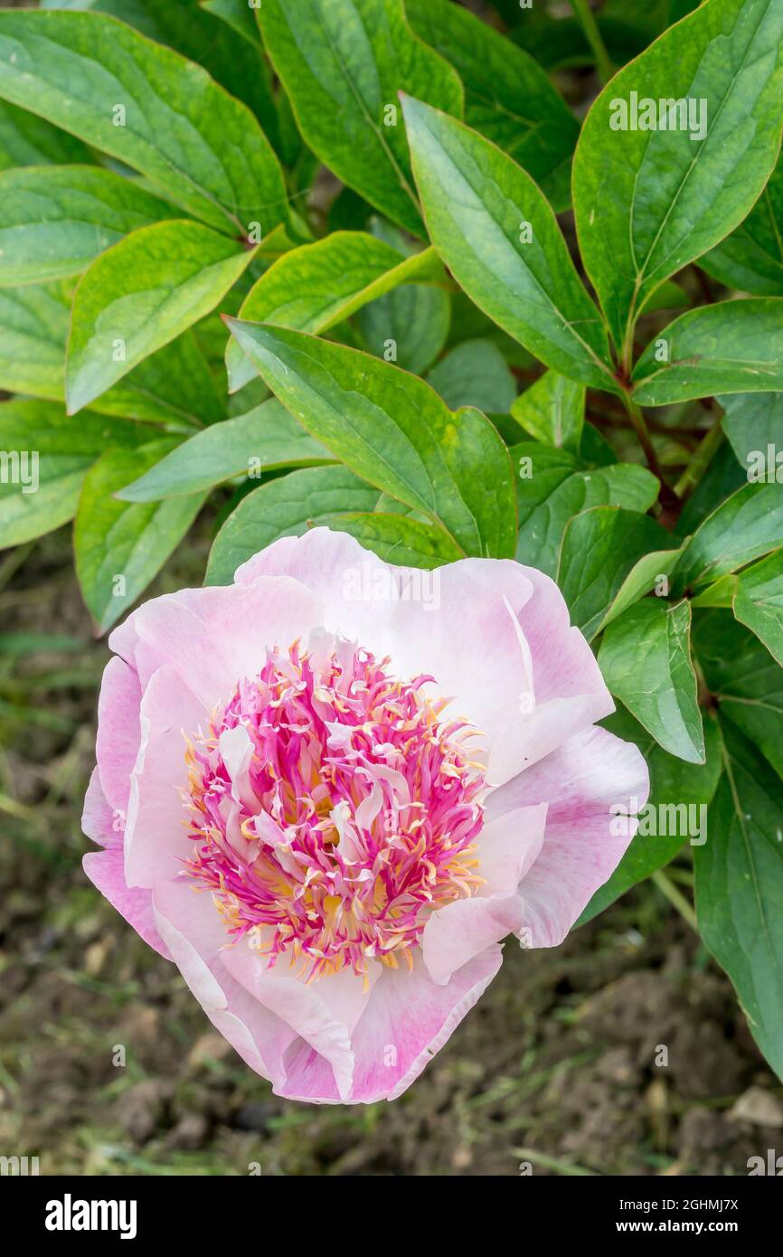 Peony 'Do Tell' in bloom in a garden Stock Photo Alamy