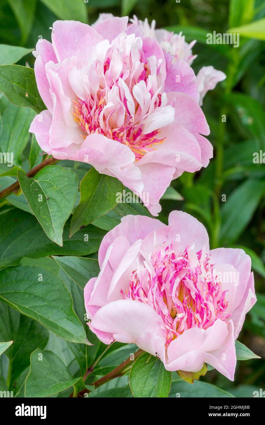 Peony 'Do Tell' in bloom in a garden Stock Photo Alamy