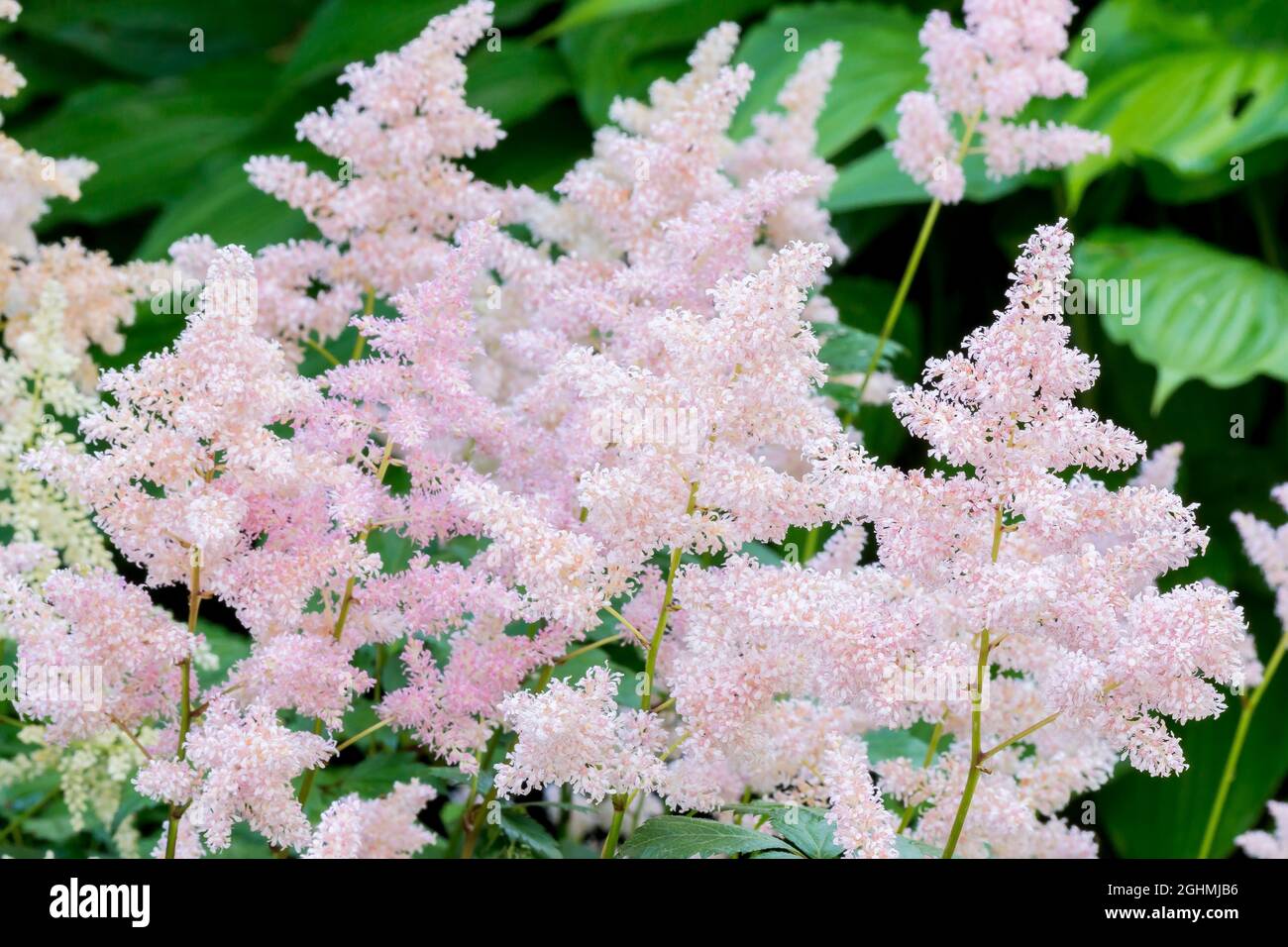 Astilbe japonica 'Europa' Stock Photo