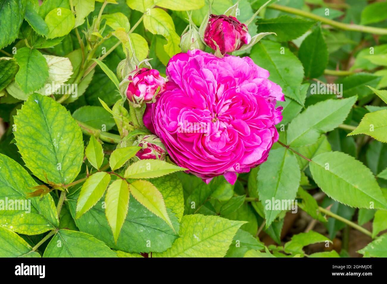 Quatre saisons rose hi-res stock photography and images - Alamy