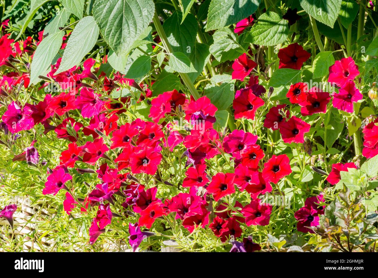 Tidal wave red velour petunia hi-res stock photography and images - Alamy