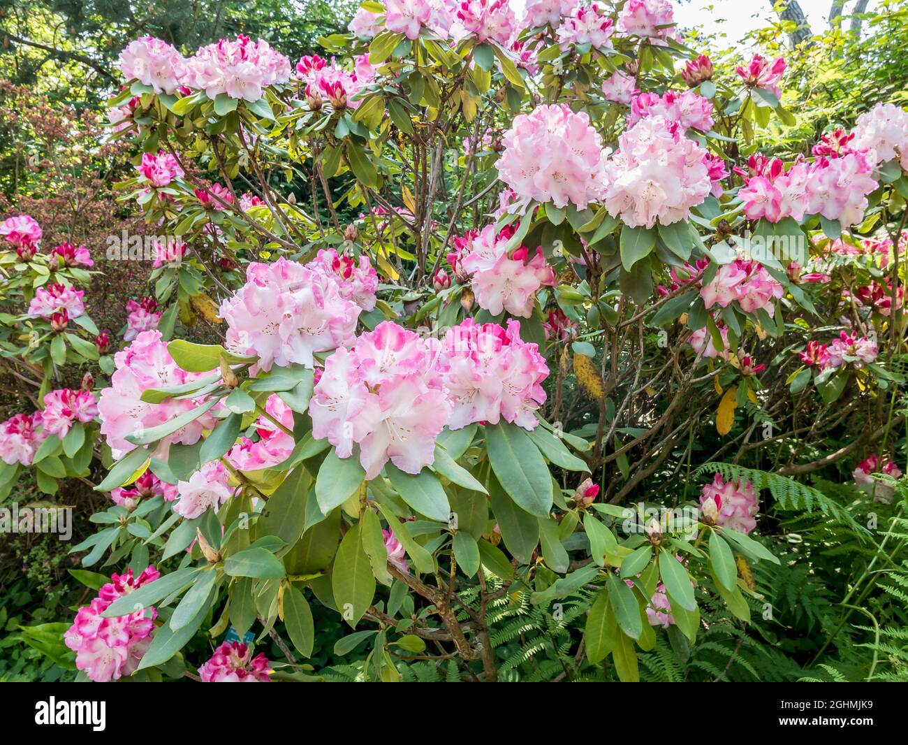 Rhododendron 'Lem's Monarch' in bloom in a garden Stock Photo - Alamy