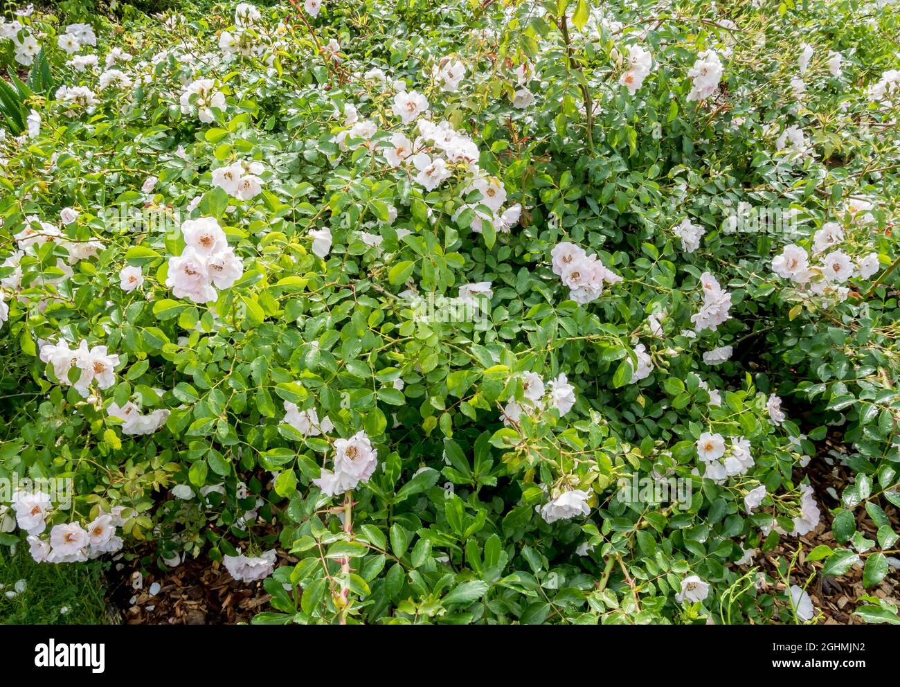 Rose tree 'Blanc Double de Coubert' in bloom in a garden Stock Photo ...