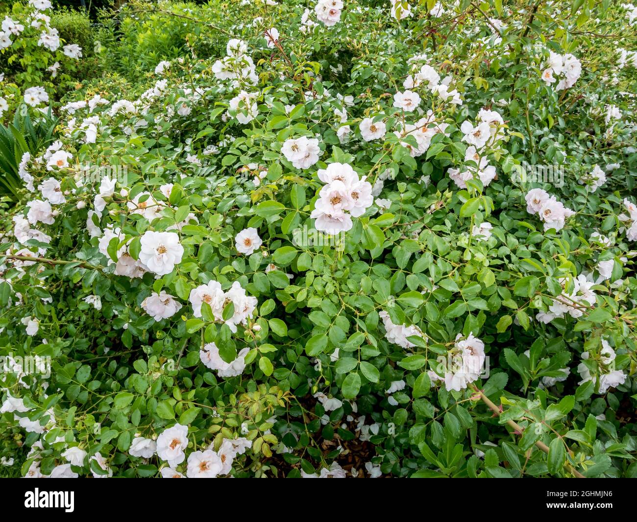 Rose tree 'Blanc Double de Coubert' in bloom in a garden Stock Photo ...
