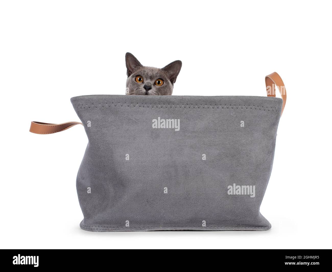 Blue Burmese cat kitten, sitting in grey basket. Looking naughty over edge towards camera. Isolated on a white background. Stock Photo