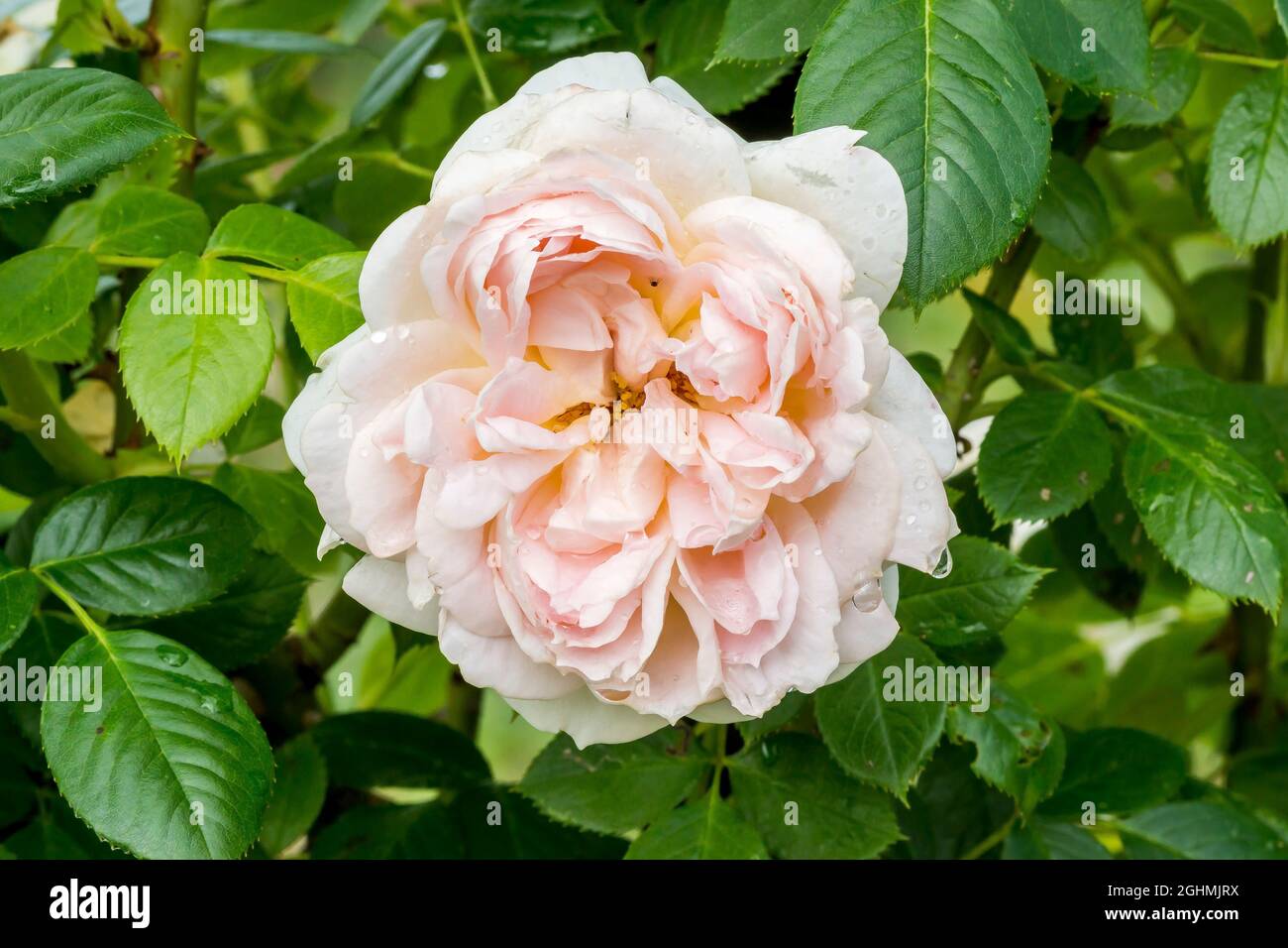 Rose tree Martin Frobisher' in bloom in a garden Stock Photo - Alamy