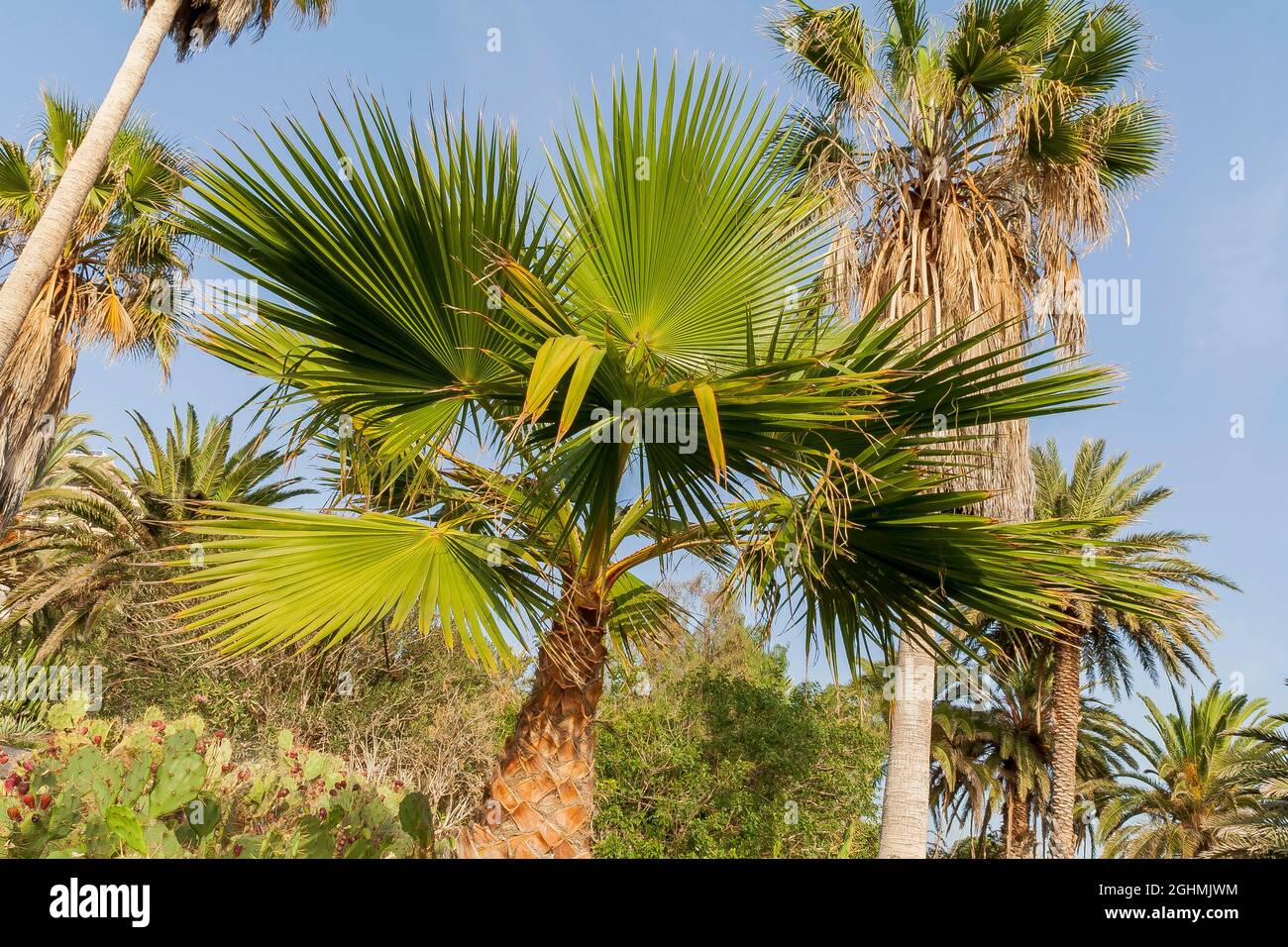 Washingtonia robusta palm trees hires stock photography and images Alamy