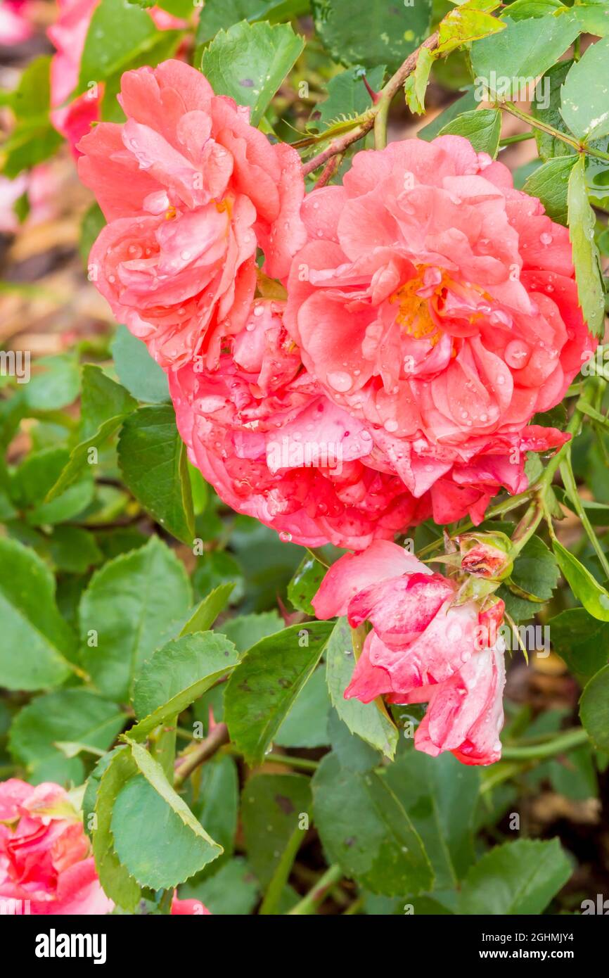 Rose tree 'Coral Drift' in bloom in a garden Stock Photo